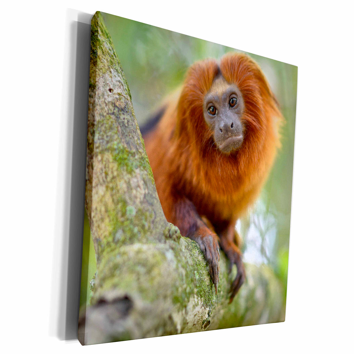 3dRose Golden Lion Tamarin, Leontopithecus rosalia - Museum Grade Canvas Wrap (cw_216049)