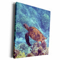 3dRose Swimming turtle. Popular print. - Museum Grade Canvas Wrap (cw_216458)