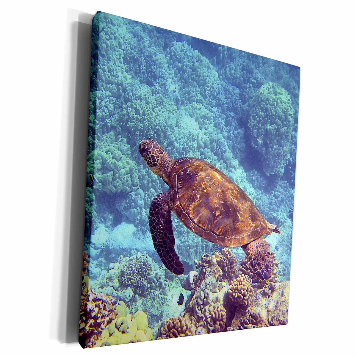 3dRose Swimming turtle. Popular print. - Museum Grade Canvas Wrap (cw_216458)