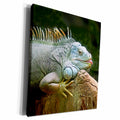 3dRose RinaPiro - Wild Animals - Image of an Iguana lizard. - Museum Grade Canvas Wrap (cw_216462)