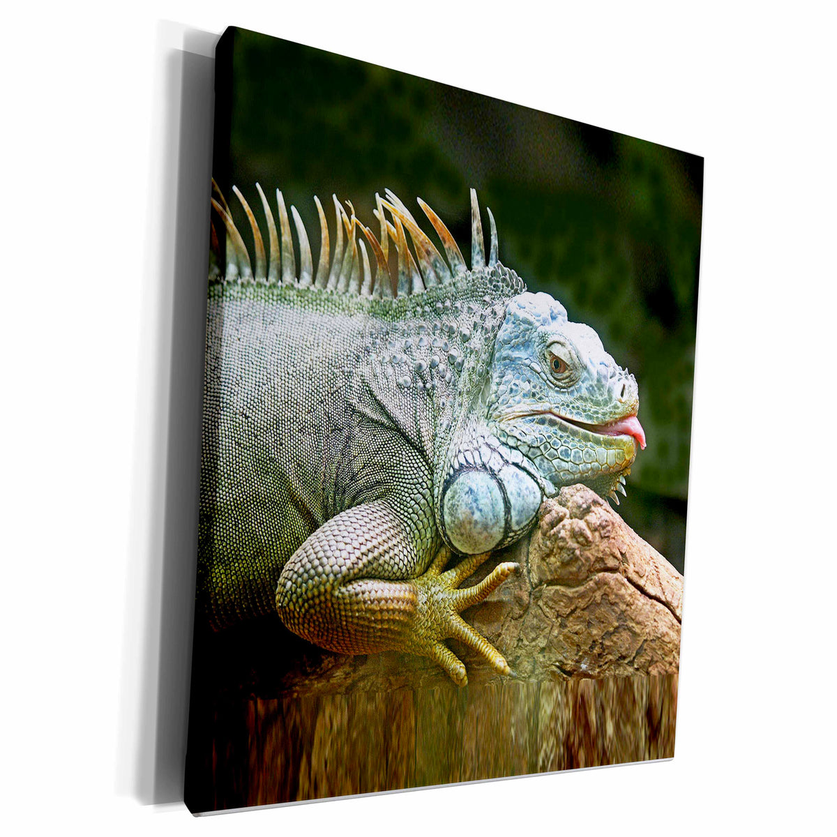 3dRose RinaPiro - Wild Animals - Image of an Iguana lizard. - Museum Grade Canvas Wrap (cw_216462)
