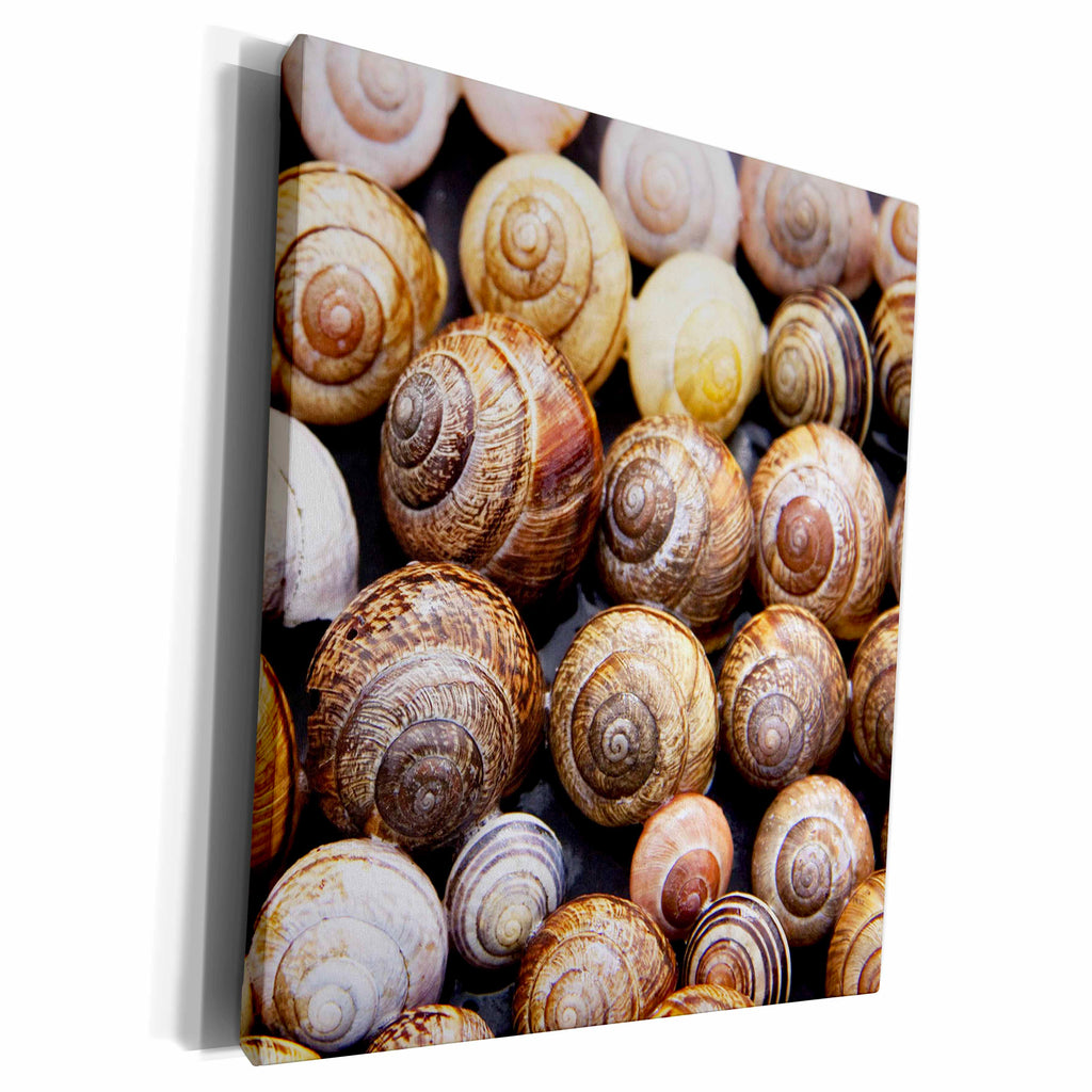 3dRose RinaPiro - Wild Animals - Snail shells. Popular image. - Museum Grade Canvas Wrap (cw_216470)
