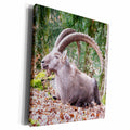 3dRose Museum Grade Canvas Wrap - Ibex Goat Popular Image