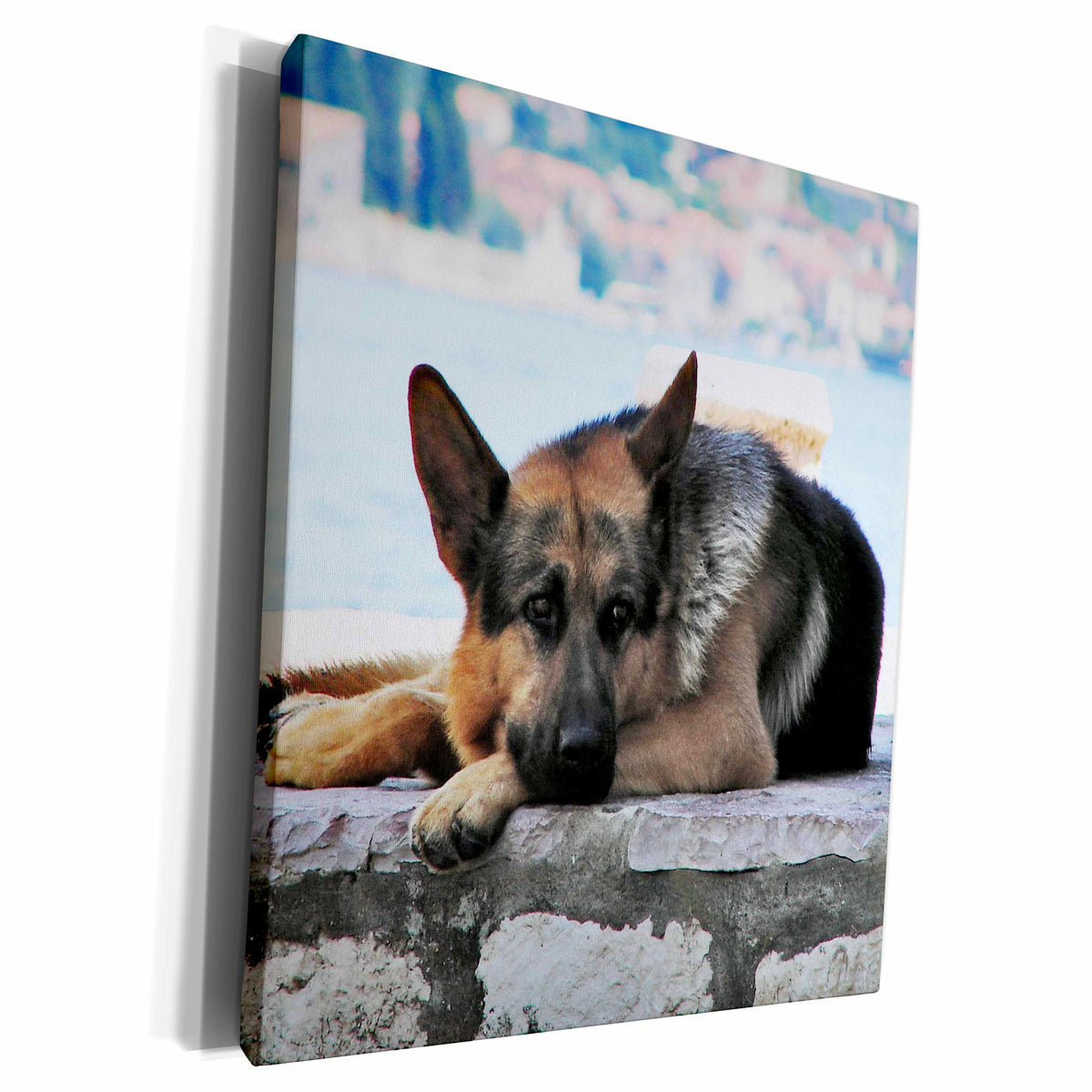 3dRose RinaPiro - Dogs - German Shepherd. The smartest dog. - Museum Grade Canvas Wrap (cw_220642)