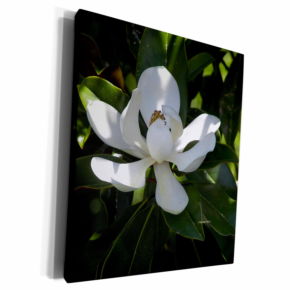 3dRose southern magnolia - Museum Grade Canvas Wrap (cw_22225)