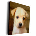 3dRose golden retriever puppy - Museum Grade Canvas Wrap (cw_22239)