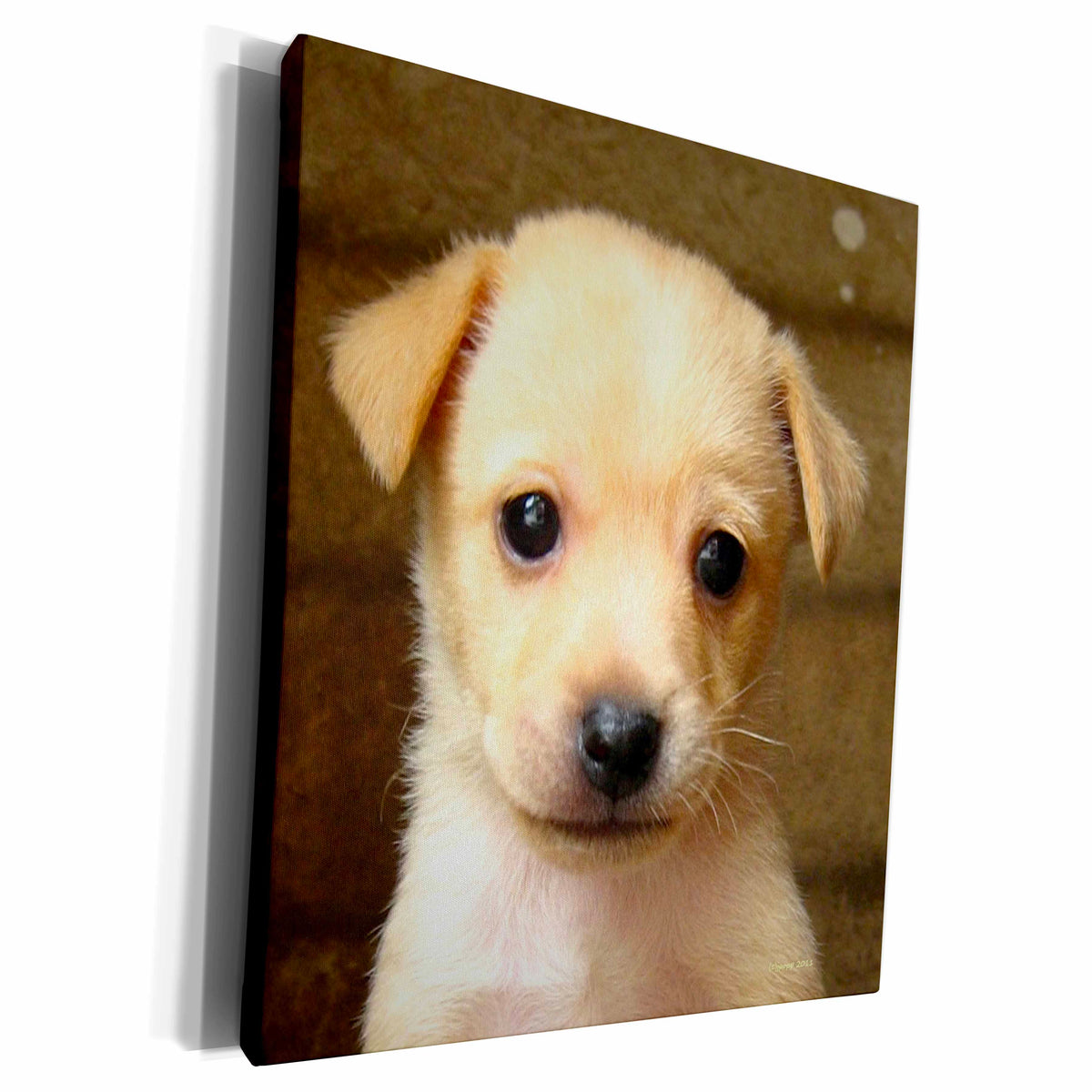 3dRose golden retriever puppy - Museum Grade Canvas Wrap (cw_22239)
