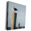 3dRose Seagull Standing Guard On Dock Pylon - Museum Grade Canvas Wrap (cw_22273)
