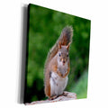 3dRose Red Squirrel with Attitude - Museum Grade Canvas Wrap (cw_22427)
