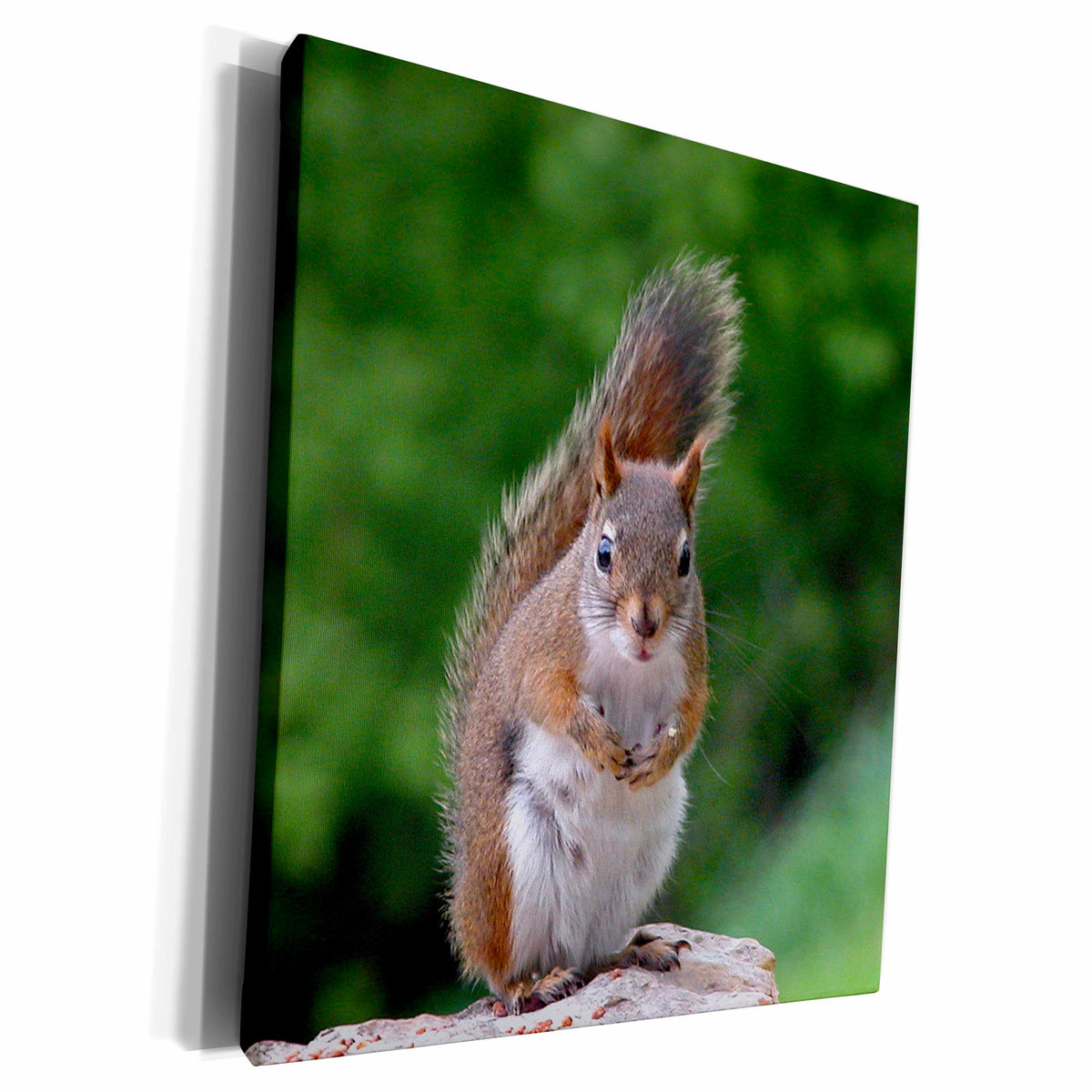 3dRose Red Squirrel with Attitude - Museum Grade Canvas Wrap (cw_22427)