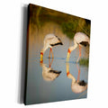 3dRose Botswana, Moremi Game Reserve, Yellow Billed Storks... - Museum Grade Canvas Wrap (cw_224880)