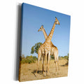 3dRose Botswana, Chobe NP, Giraffes standing side by side... - Museum Grade Canvas Wrap (cw_224894)