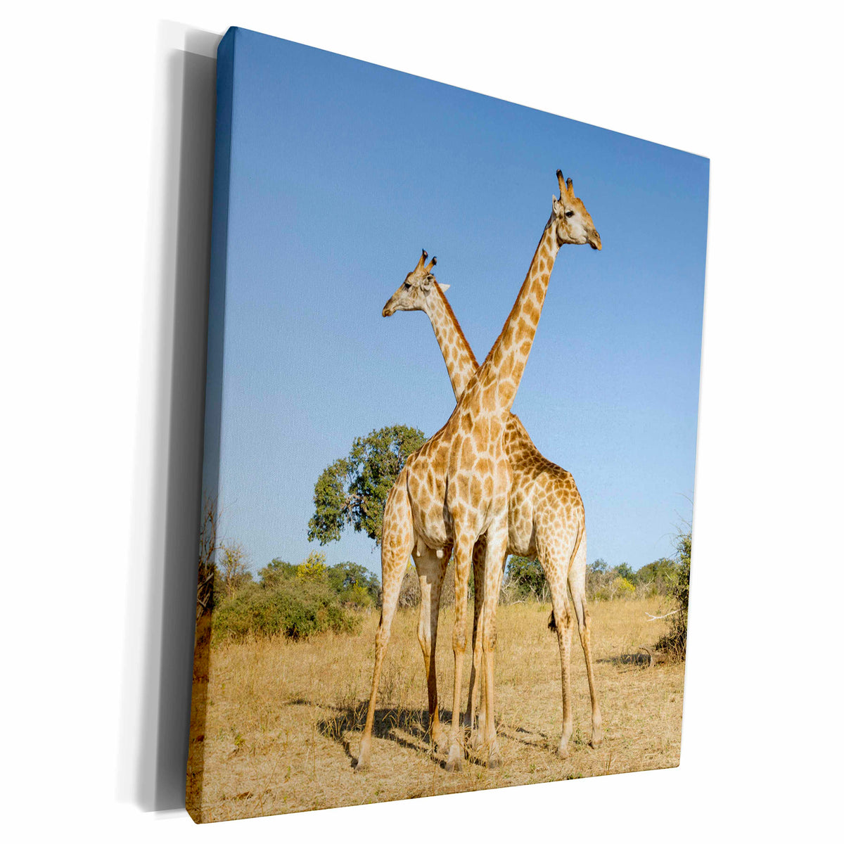 3dRose Botswana, Chobe NP, Giraffes standing side by side... - Museum Grade Canvas Wrap (cw_224894)
