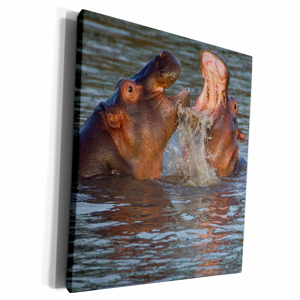 3dRose Two hippos fighting, their jaws open, close-up view - Museum Grade Canvas Wrap (cw_225157)