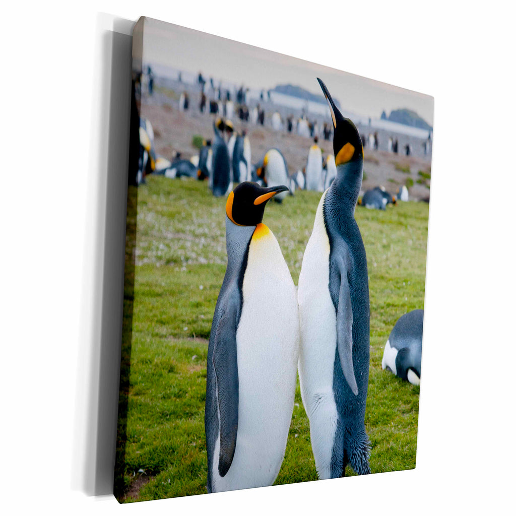 3dRose Salisbury Plain. King penguins. - Museum Grade Canvas Wrap (cw_225213)