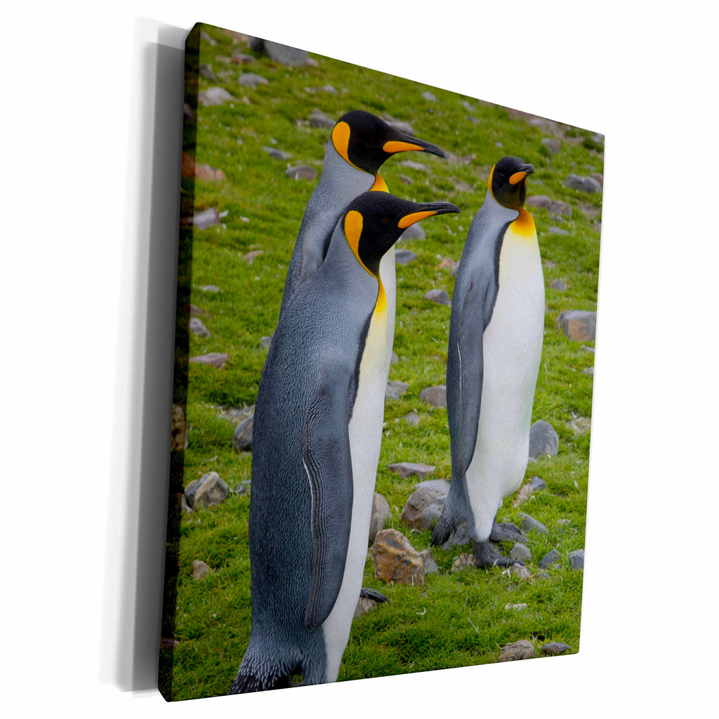 3dRose South Georgia, Saint Andrews. King penguins. - Museum Grade Canvas Wrap (cw_225243)