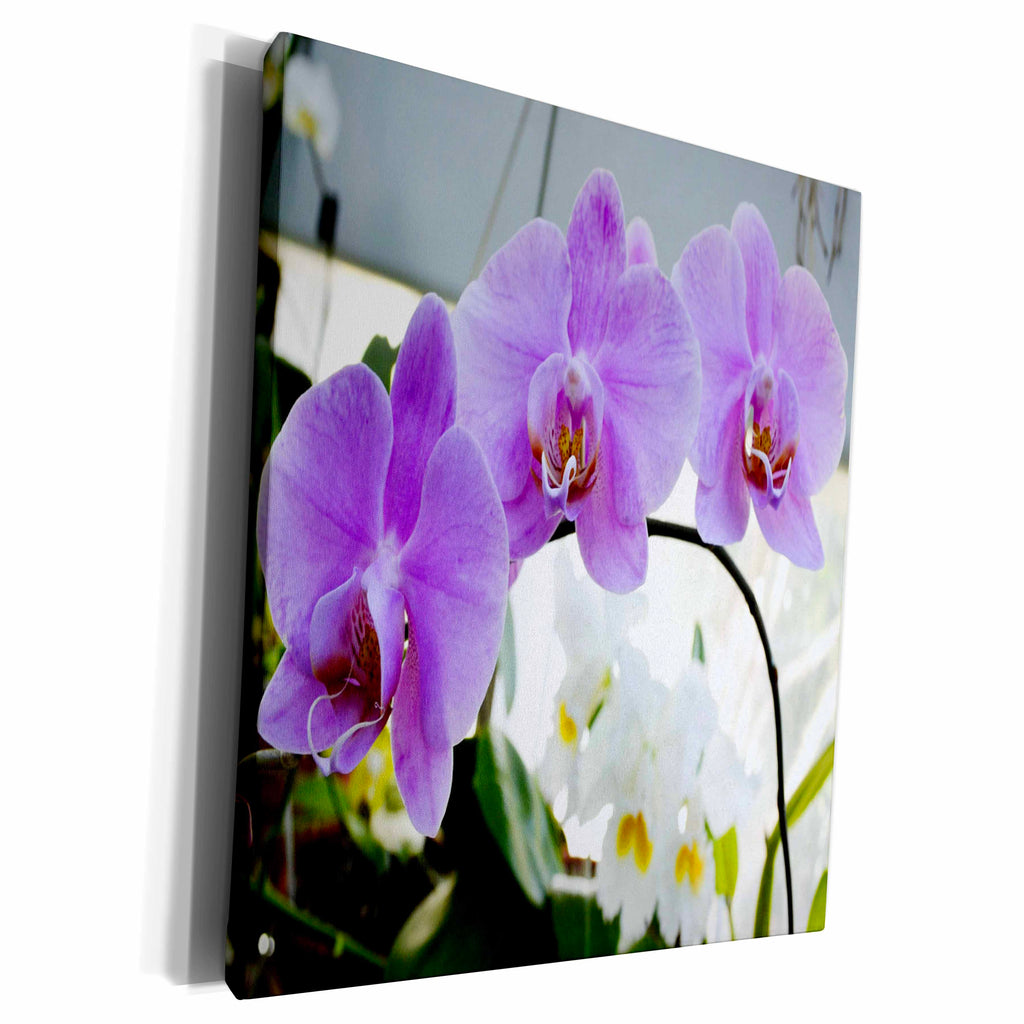 3dRose Purple Phalaenopsis Purple Orchid - Museum Grade Canvas Wrap (cw_22528)