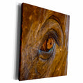 3dRose Myanmar. Green Hill Valley. Elephants have long... - Museum Grade Canvas Wrap (cw_225429)
