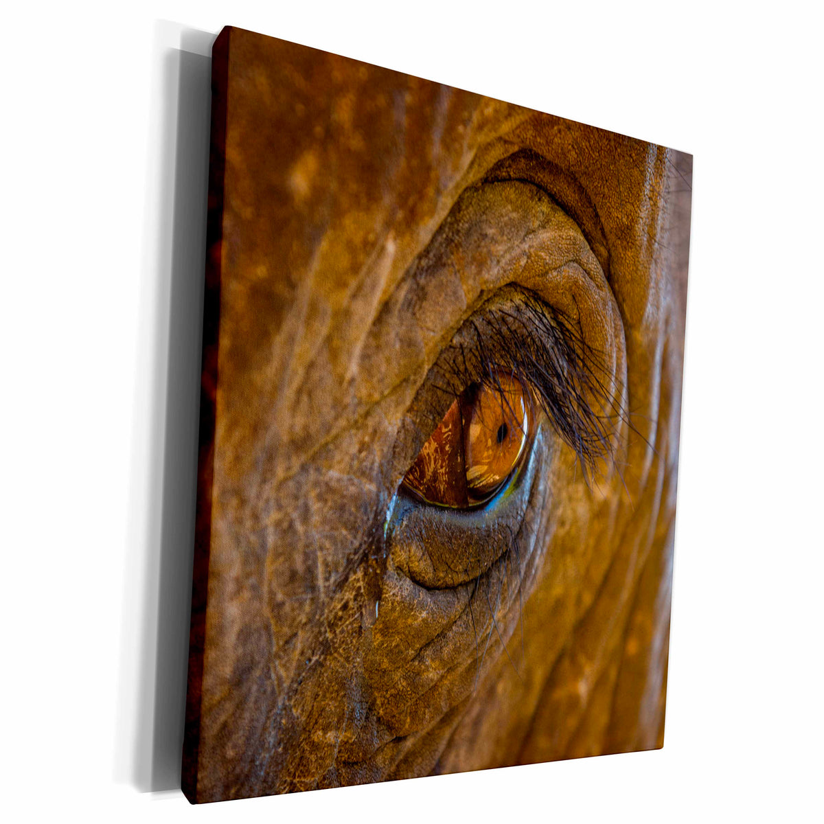 3dRose Myanmar. Green Hill Valley. Elephants have long... - Museum Grade Canvas Wrap (cw_225429)