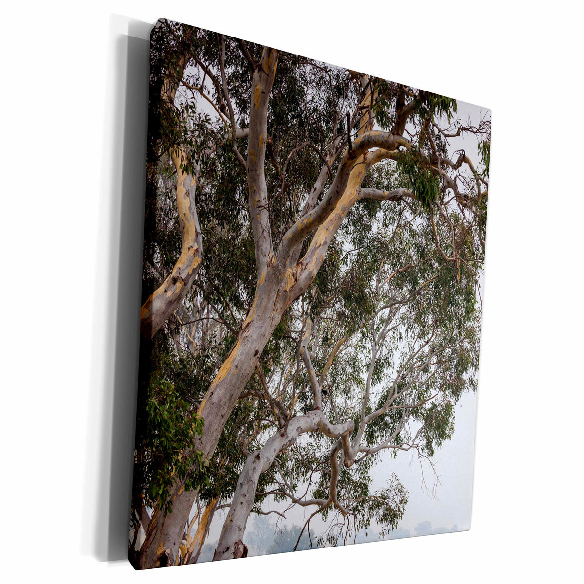 3dRose Australia, Khancoban, landscape with smoke from... - Museum Grade Canvas Wrap (cw_226420)