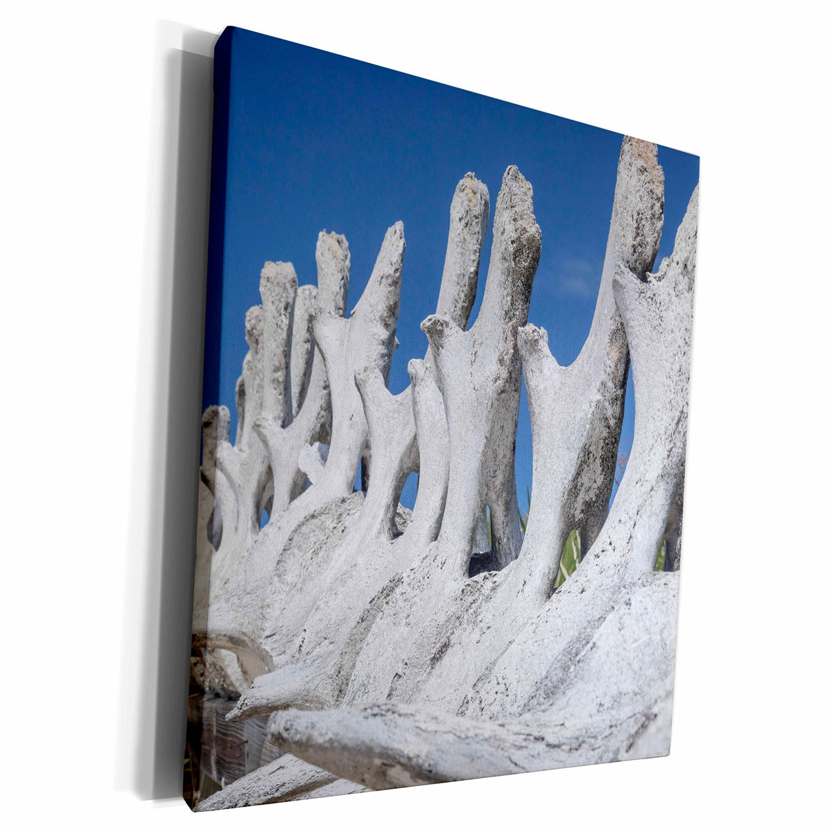 3dRose Bahamas, Exuma Island. Sperm whale bones on display. - Museum Grade Canvas Wrap (cw_226513)