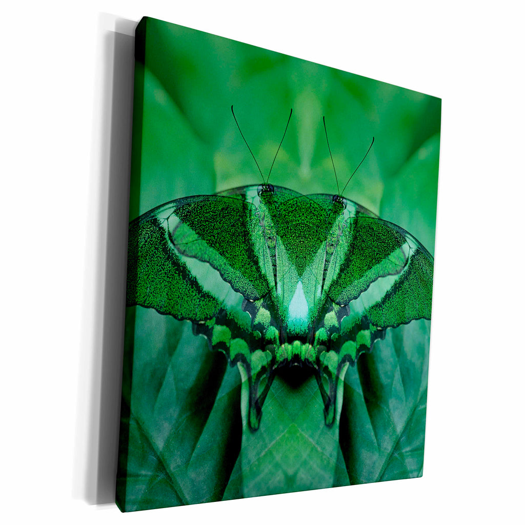 3dRose Canada, Victoria. Green butterfly montage. - Museum Grade Canvas Wrap (cw_226693)