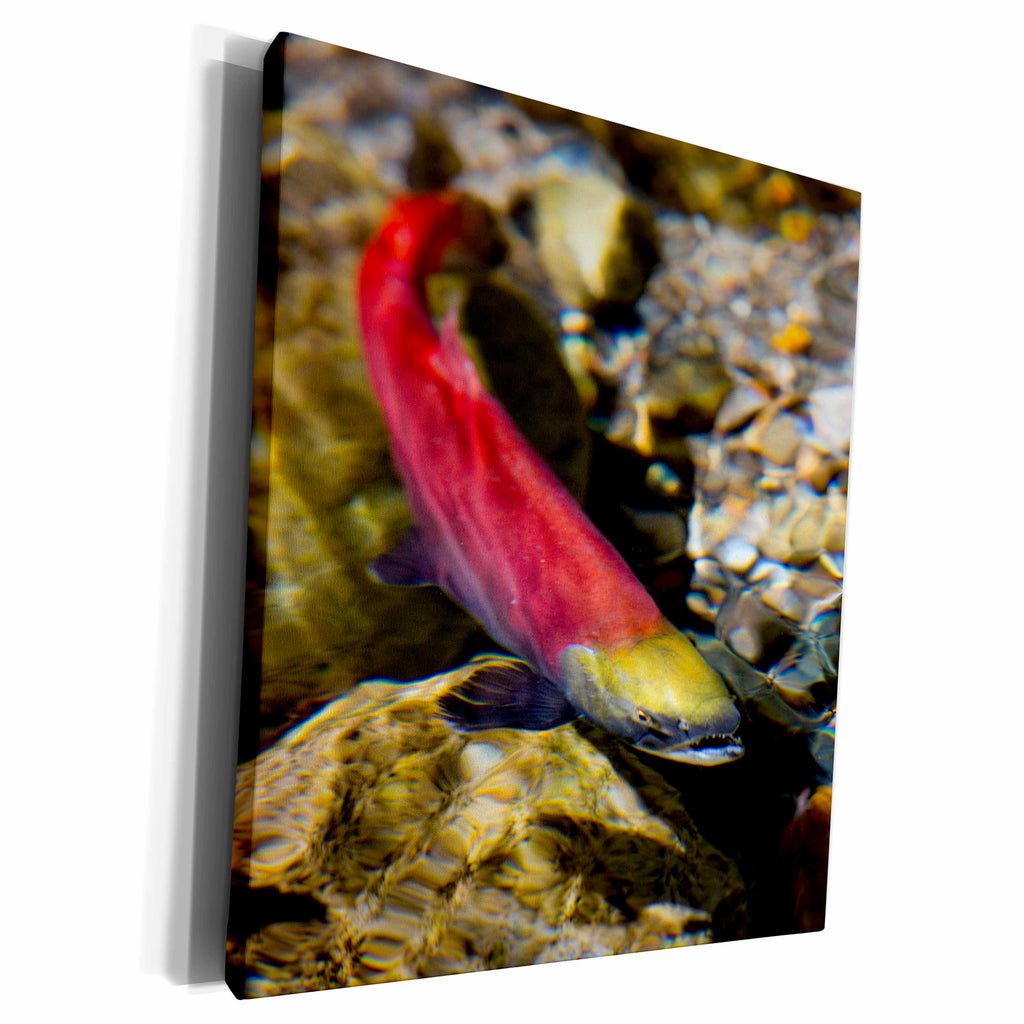 3dRose Kokanee salmon heading upstream, British Columbia,... - Museum Grade Canvas Wrap (cw_226698)