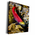 3dRose Kokanee salmon heading upstream, British Columbia,... - Museum Grade Canvas Wrap (cw_226698)