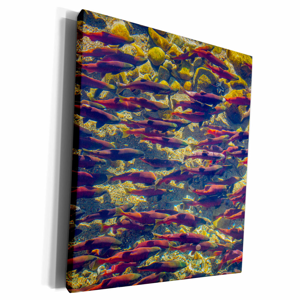3dRose Kokanee salmon head upstream, British Columbia, Canada - Museum Grade Canvas Wrap (cw_226699)