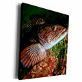3dRose Lingcod Portrait off of Vancouver Island, B.C. - Museum Grade Canvas Wrap (cw_226712)