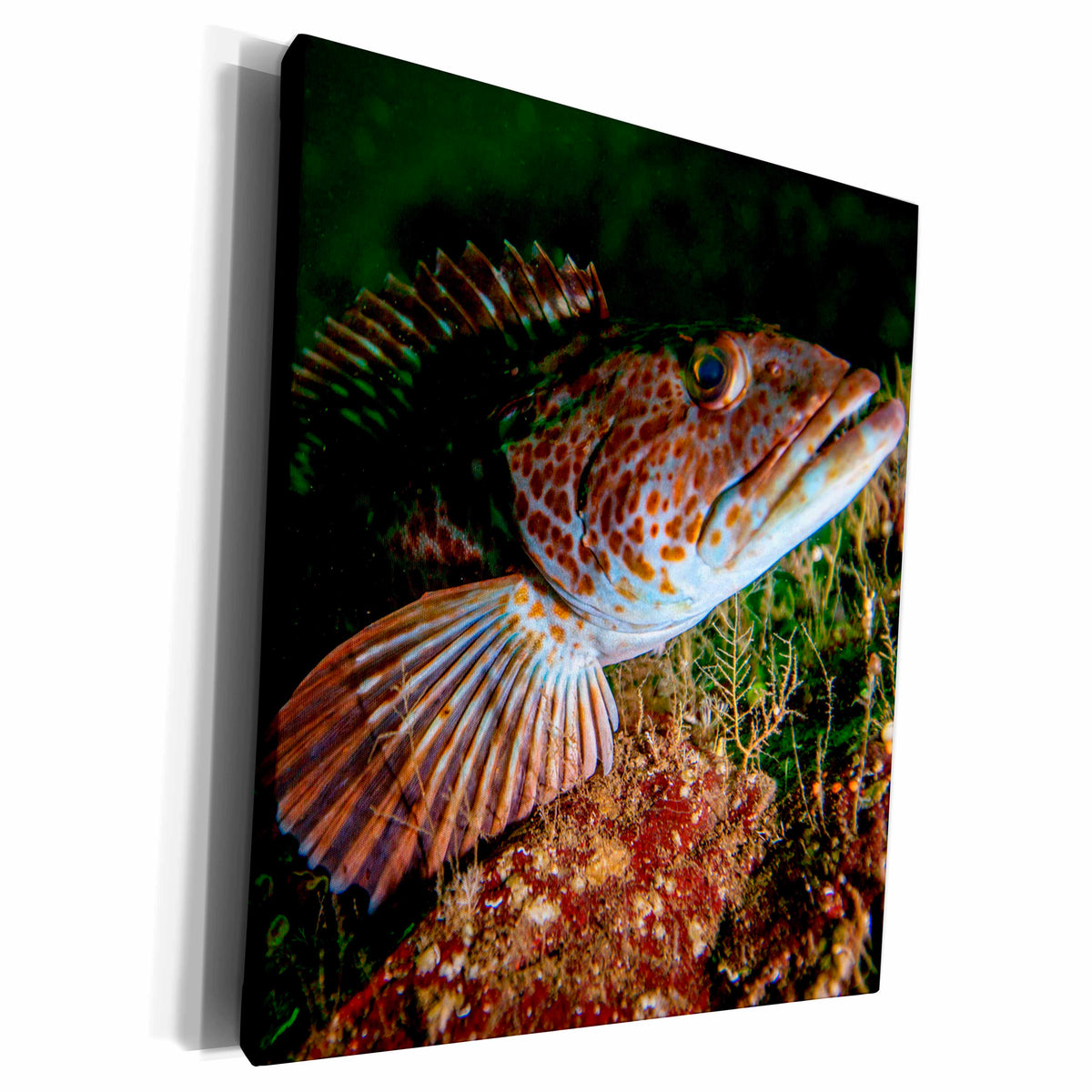 3dRose Lingcod Portrait off of Vancouver Island, B.C. - Museum Grade Canvas Wrap (cw_226712)