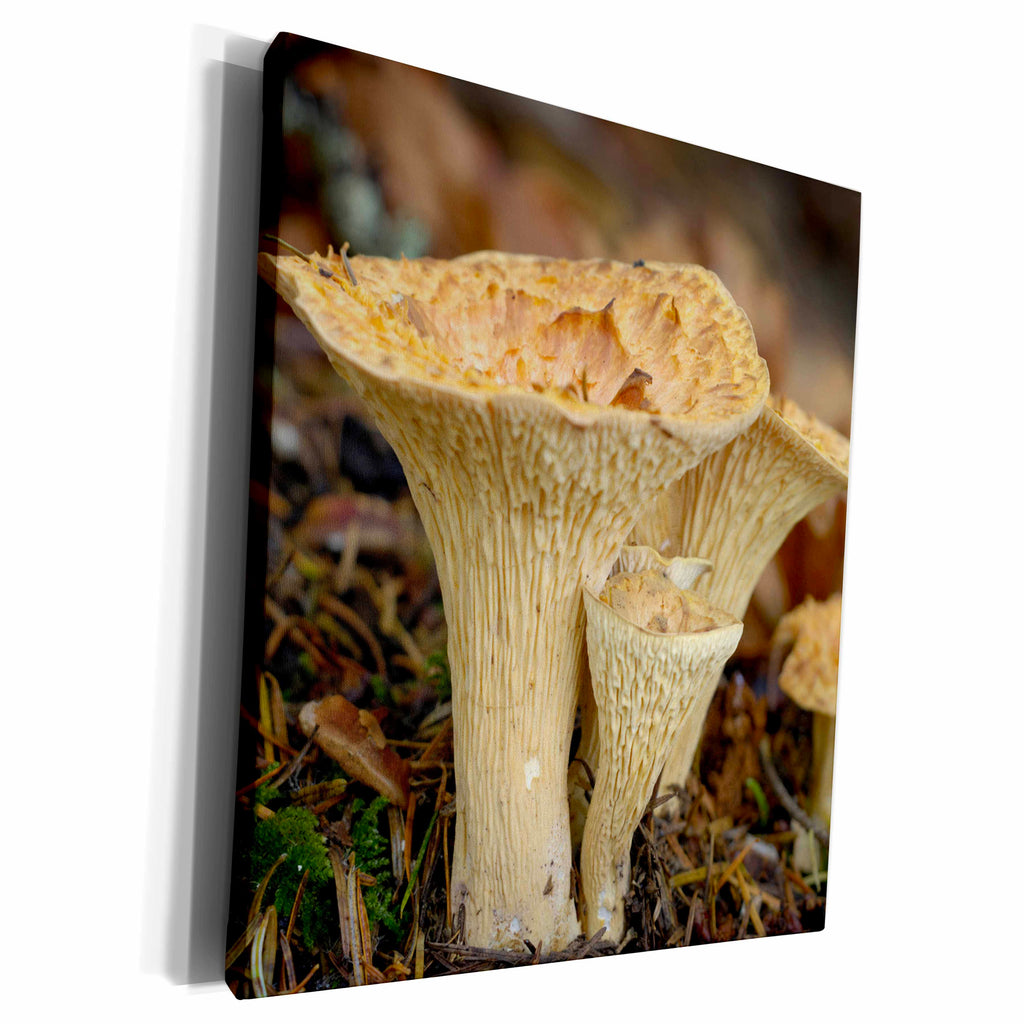 3dRose Canada, Vancouver. Woolly Chanterelle mushrooms... - Museum Grade Canvas Wrap (cw_226743)