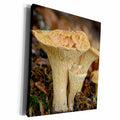 3dRose Canada, Vancouver. Woolly Chanterelle mushrooms... - Museum Grade Canvas Wrap (cw_226743)