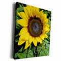 3dRose Patricia Sanders Flowers - sunflower - Museum Grade Canvas Wrap (cw_22675)