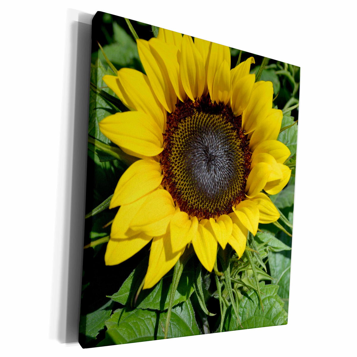 3dRose Patricia Sanders Flowers - sunflower - Museum Grade Canvas Wrap (cw_22675)