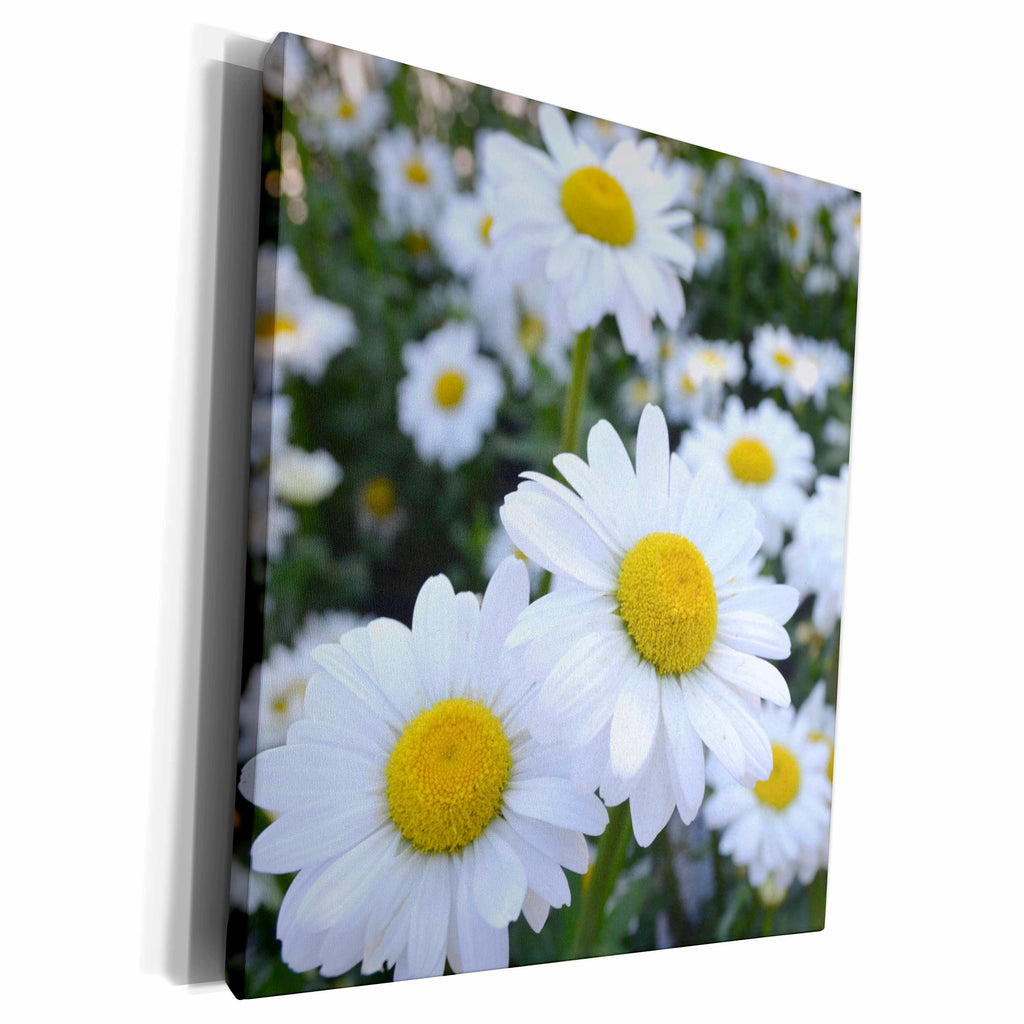 3dRose Patricia Sanders Flowers - daisies - Museum Grade Canvas Wrap (cw_22676)