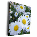3dRose Patricia Sanders Flowers - daisies - Museum Grade Canvas Wrap (cw_22676)