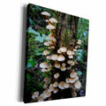 3dRose Canada, Vancouver. Brown mushrooms covering a tree... - Museum Grade Canvas Wrap (cw_226774)