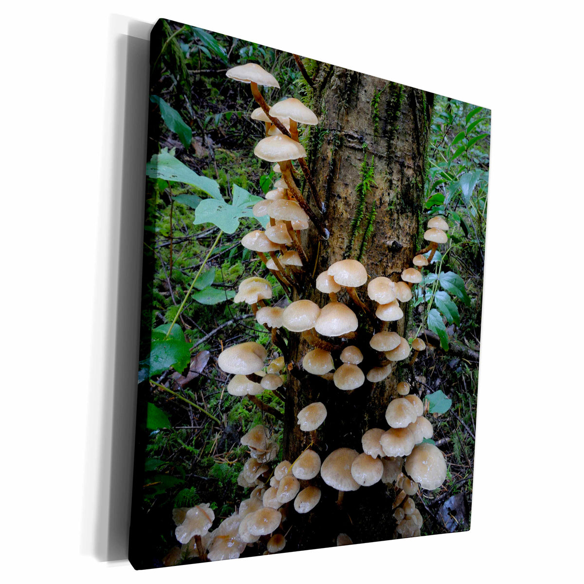 3dRose Canada, Vancouver. Brown mushrooms covering a tree... - Museum Grade Canvas Wrap (cw_226774)