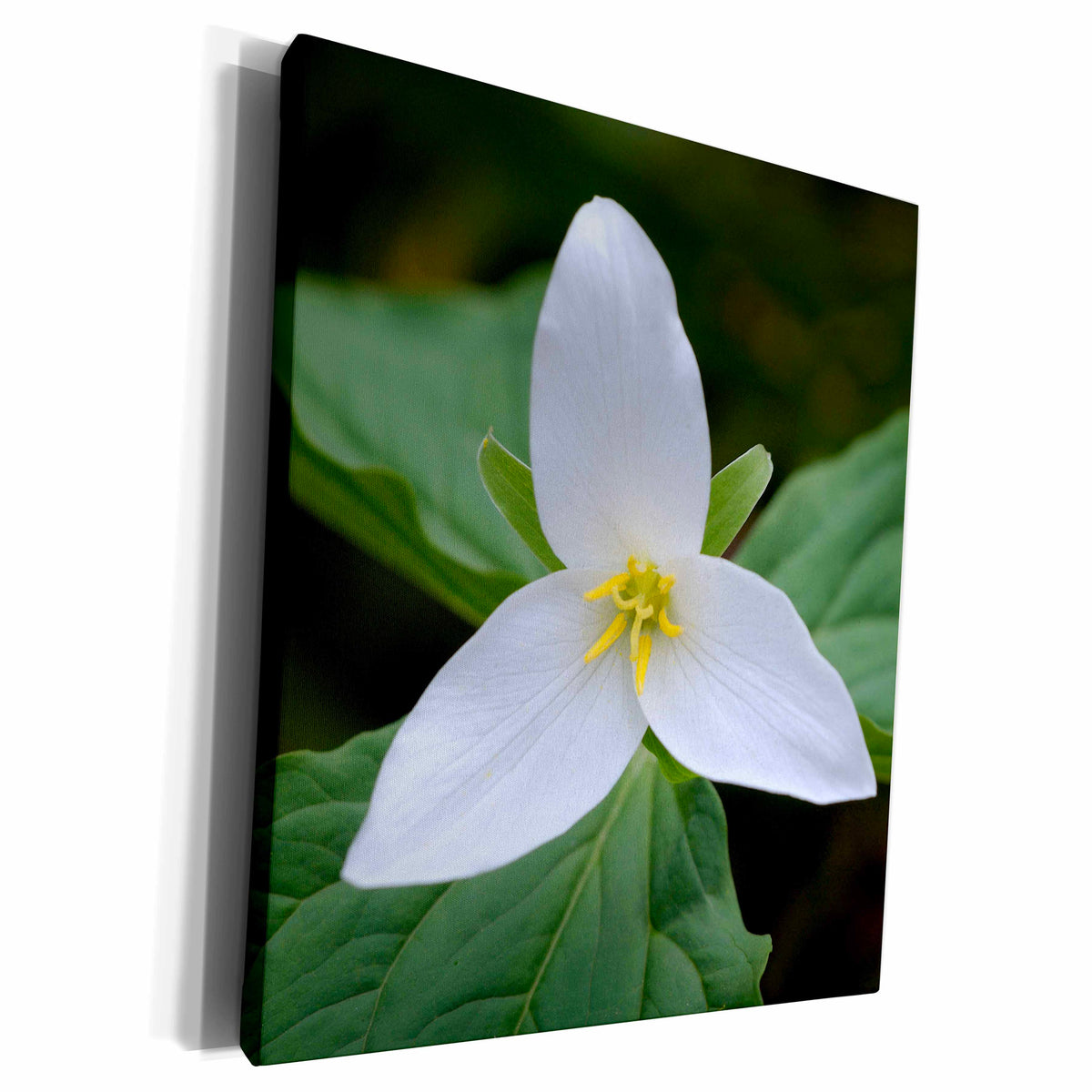 3dRose Vancouver Island. Western Trillium - Museum Grade Canvas Wrap (cw_226794)