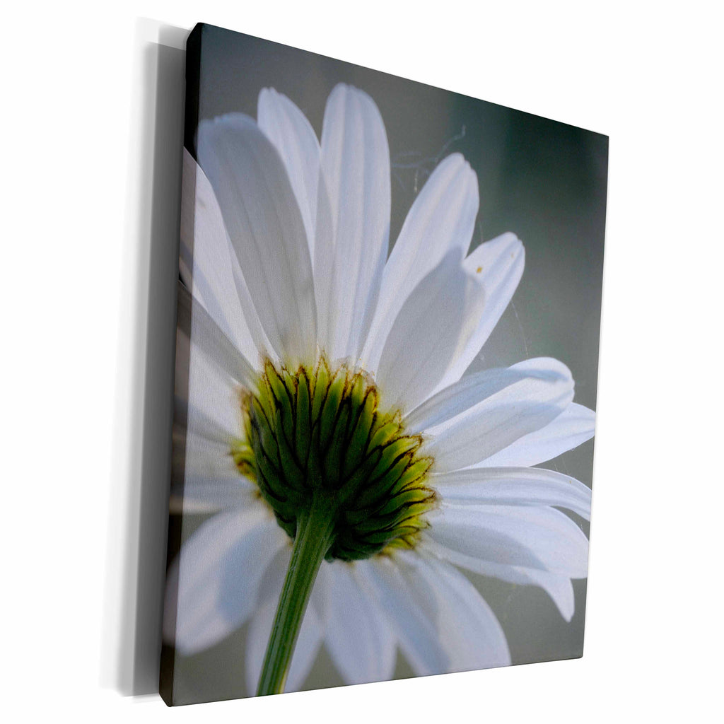 3dRose Canada, Vancouver Island. Close up Daisy - Museum Grade Canvas Wrap (cw_226817)