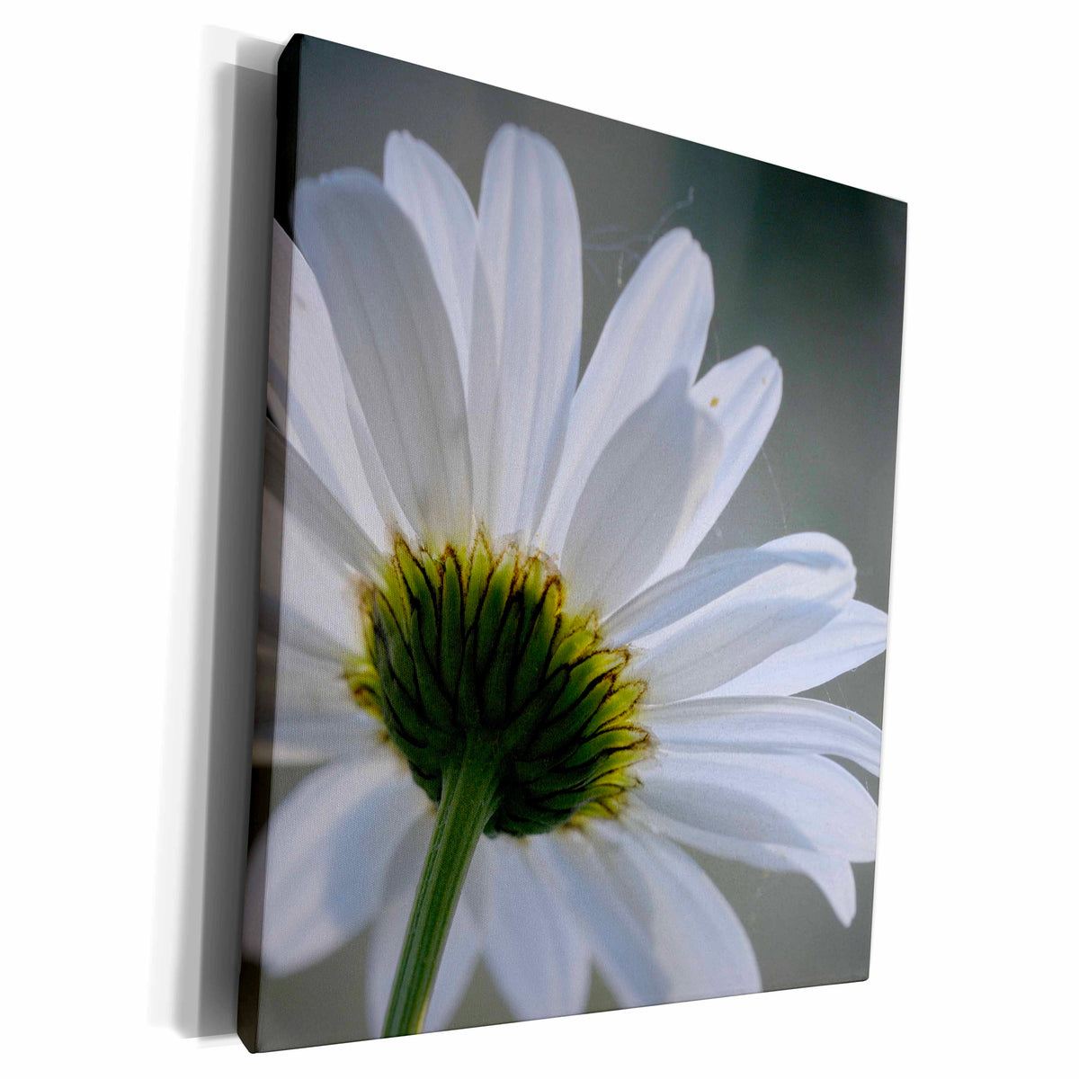 3dRose Canada, Vancouver Island. Close up Daisy - Museum Grade Canvas Wrap (cw_226817)