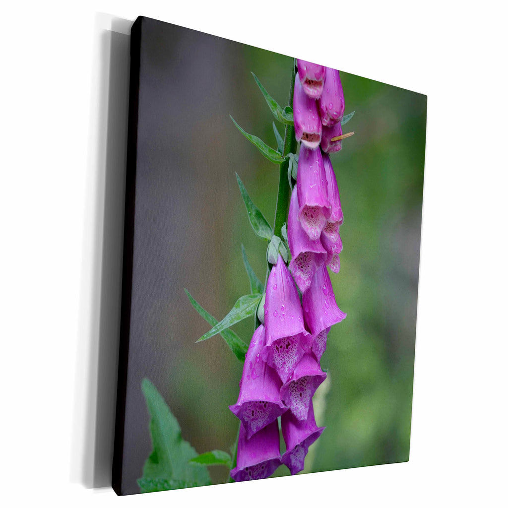 3dRose Canada, Vancouver Island. Foxglove - Museum Grade Canvas Wrap (cw_226819)