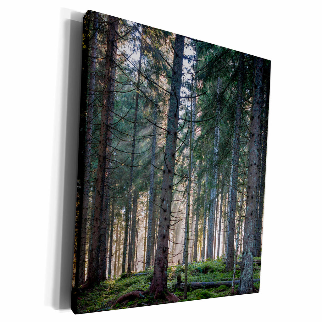 3dRose Germany, Baden-Wurttemberg, Neustadt town, Black... - Museum Grade Canvas Wrap (cw_227398)