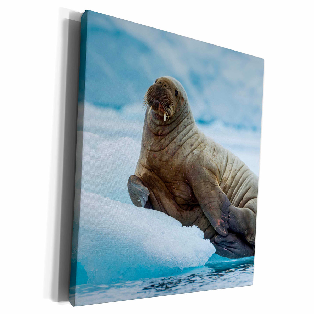 3dRose Norway. Svalbard. Brasvelbreen. Atlantic walrus... - Museum Grade Canvas Wrap (cw_227772)