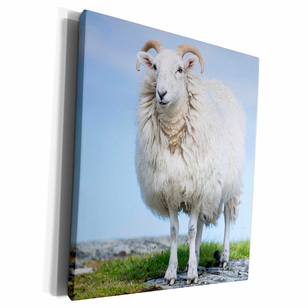 3dRose Cheviot Sheep on Hillside, Scotland - Museum Grade Canvas Wrap (cw_228140)