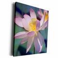 3dRose Danita Delimont - Flower - Close up Lotus - Museum Grade Canvas Wrap (cw_228213)