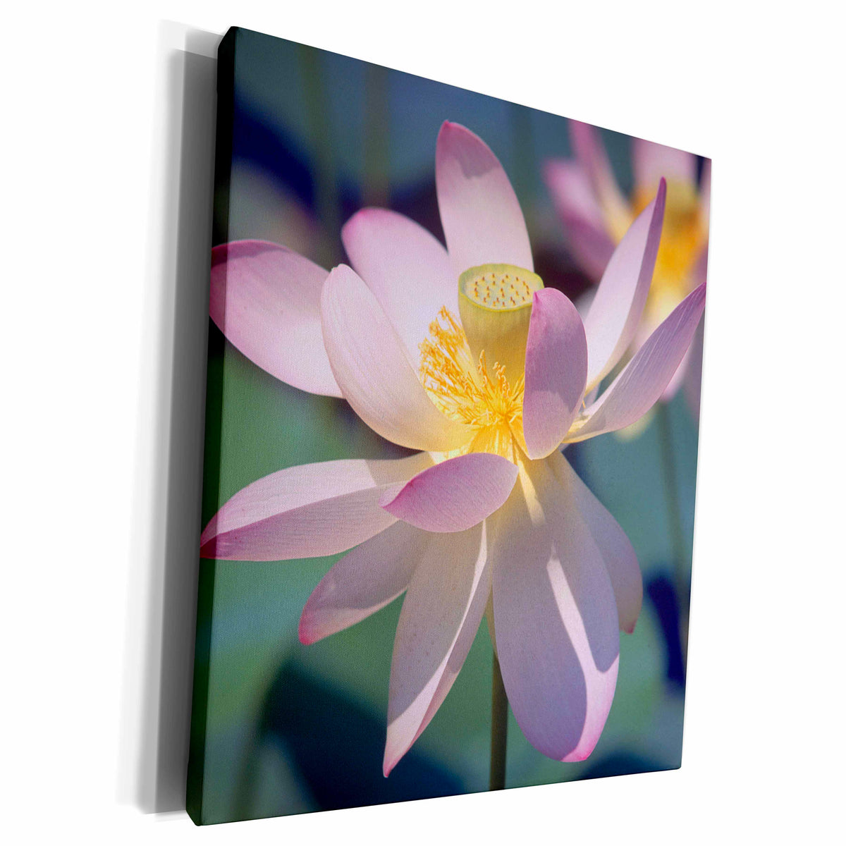 3dRose Danita Delimont - Flower - Close up Lotus - Museum Grade Canvas Wrap (cw_228213)
