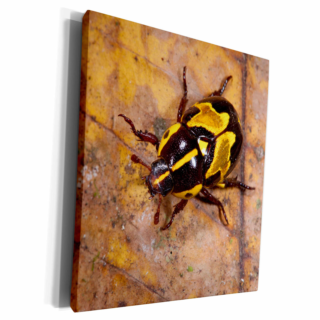 3dRose Ornate Beetle, Coleoptera, Yasuni, Amazon Rainforest,... - Museum Grade Canvas Wrap (cw_228868)
