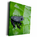3dRose Map Tree Frog juvenile, Yasuni, Amazon, Ecuador. - Museum Grade Canvas Wrap (cw_228885)